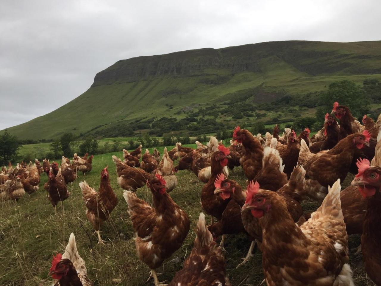 Benbulben Farmhouse B&B Drumcliff Bagian luar foto